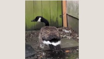 Bloxwich care home help to rescue injured goose